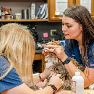 Cat Services in Lebanon