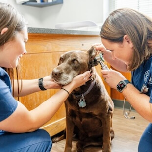 Dog Services in Lebanon