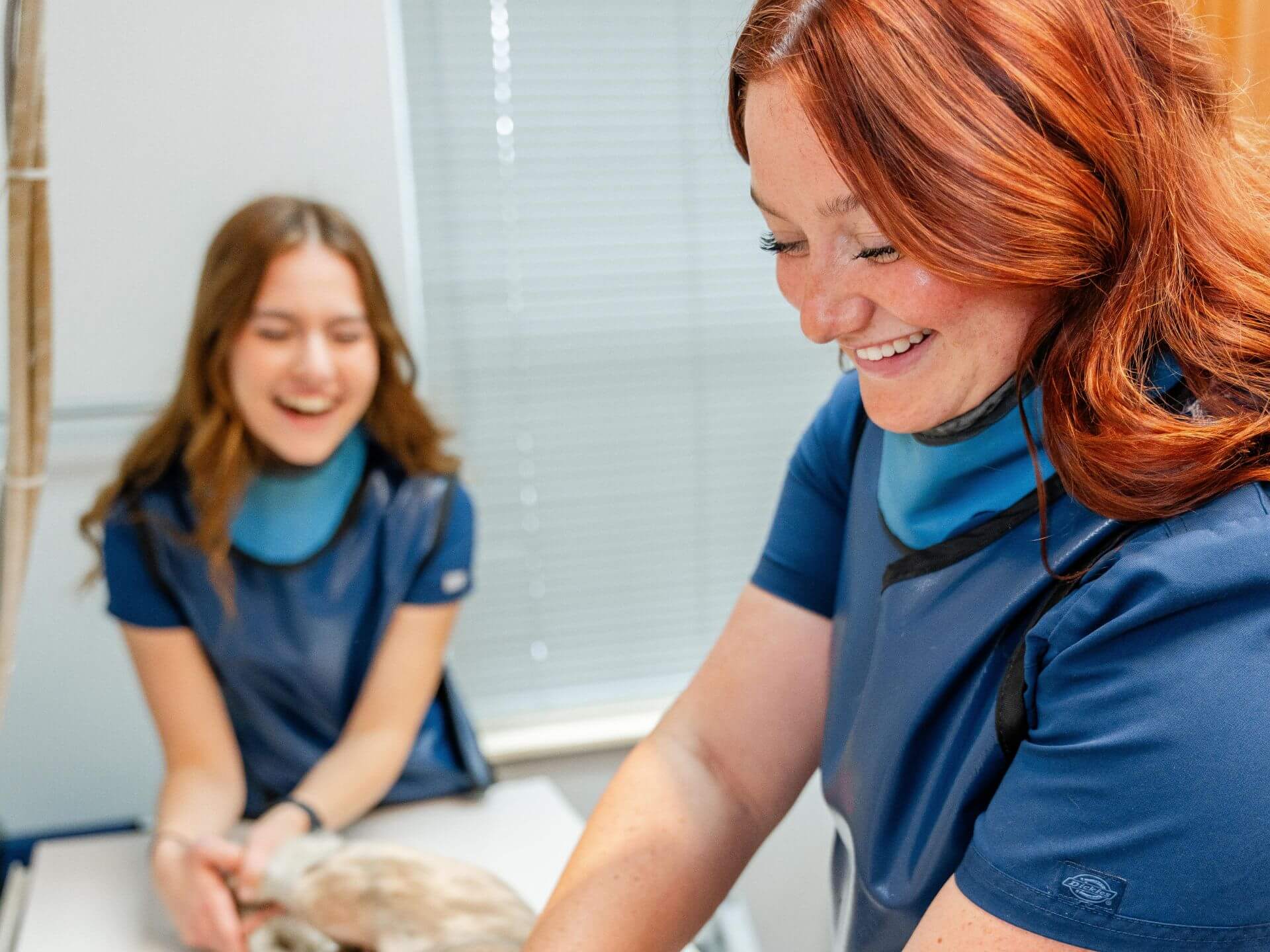Emergency veterinarian in Lebanon