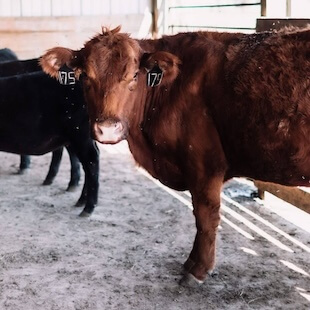 Large Animal Services in Lebanon