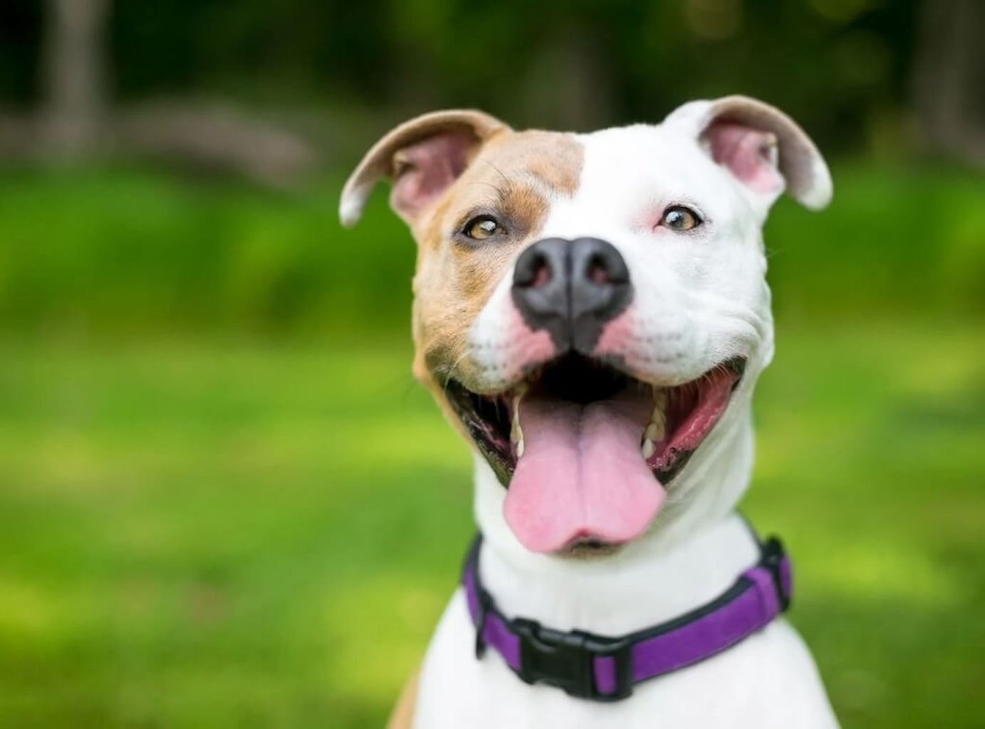 Microchip Dog