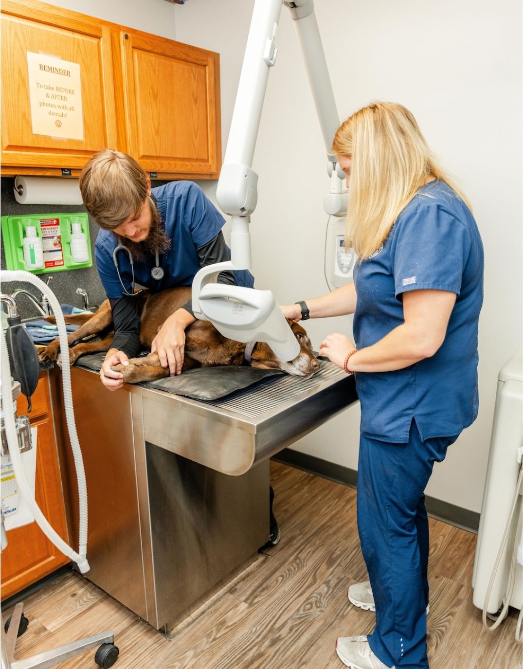 Veterinary Services For Dogs | All Animals Veterinary Clinic