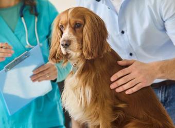 5 Reasons to Schedule Regular Veterinary Checkups